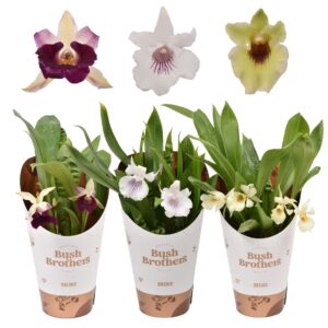 Orchideeen Cochleanthus 9 cm
(6 Plants/Order)(9cmP 25cmH)