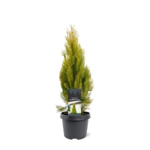 Platycladus Pyramidalis Aurea Platycladus orientalis 'Pyramidalis Aurea'
(1 Plants/Order)(19cmP 45cmH)