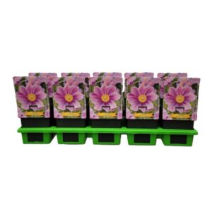 Anemone Anemone Serenade P11
(10 Plants/Order)(11cmP 25cmH)