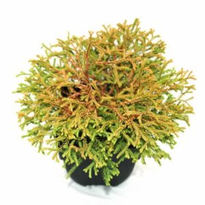Thuja Golden Tuffet Thuja occidentalis 'Golden Tuffet' P17
(6 Plants/Order)(17cmP 30cmH)