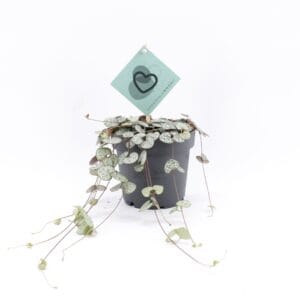 Ceropegia woodii ssp. woodii Ceropegia Woodii
(6 Plants/Order)(12cmP 10cmH)