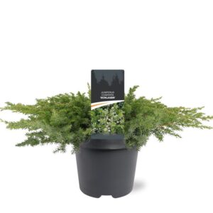 Juniperus conferta Schlager Juniperus conferta 'Schlager'
(1 Plants/Order)(23cmP 30cmH)