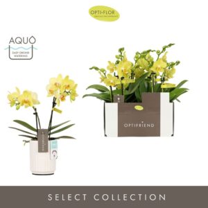 Phalaenopsis Multiflora Optifriend Vayenne 2 spike in Molise White Aquo
(6 Plants/Order)(7cmP 25cmH)