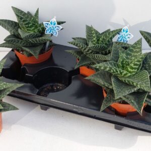 Gasteraloe Tiki Zilla Aloë Tiki Zilla P12
(5 Plants/Order)(12cmP 15cmH)