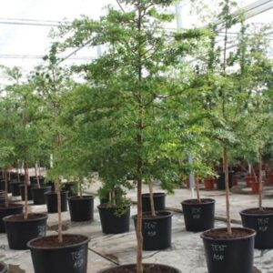 other plants Bucida buceras
(1 Plants/Order)(85cmP 375cmH)