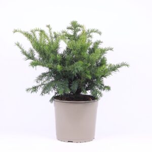 Taxus baccata Repandens Taxus baccata 'Repandens'
(1 Plants/Order)(23cmP 50cmH)