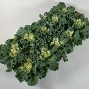 Brassica oleracea gekruld white
(10 Plants/Order)(10.5cmP 20cmH)