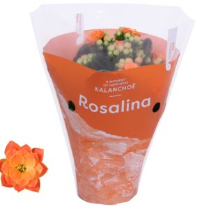 Kalanchoe blossfeldiana Rosalina Do Kalanchoe Rosalina 07cm TST Don Pedro, orange hoes
(16 Plants/Order)(7cmP 15cmH)