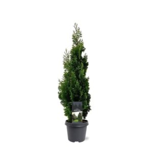 Thuja other dark yellow Thuja occidentalis 'Degroot's Spire'
(1 Plants/Order)(23cmP 65cmH)