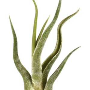 Tillandsia tillandsia caput medusa
(20 Plants/Order)(8cmP 8cmH)