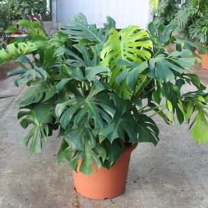 Monstera deliciosa Monstera deliciosa
(1 Plants/Order)(55cmP 140cmH)