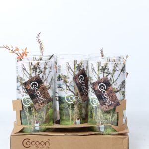 Orchideeen Cocoon Orchids
(5 Plants/Order)(15cmP 50cmH)