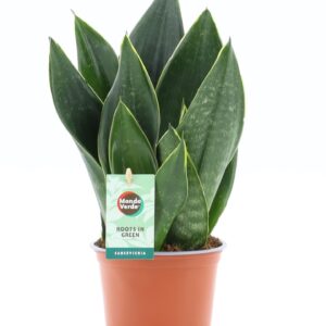 Sansevieria Sansevieria Black Diamond
(8 Plants/Order)(12cmP 35cmH)
