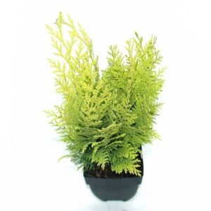 Chamaecyparis Stardust Chamaecyparis lawsoniana 'Stardust' P17
(6 Plants/Order)(17cmP 65cmH)