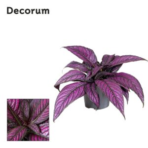 Strobilanthes dyeria Strobilanthes Metallica
(6 Plants/Order)(13cmP 20cmH)
