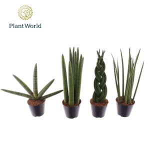 Sansevieria Cylindrica Sansevieria mix P10,5
(11 Plants/Order)(10.5cmP 999cmH)
