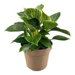 Philodendron Philodendron Birkin (White Wave)
(6 Plants/Order)(15cmP 30cmH)