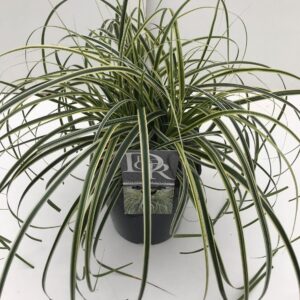 Siergrassen mix Carex 'Feather Falls'
(1 Plants/Order)(23cmP 60cmH)