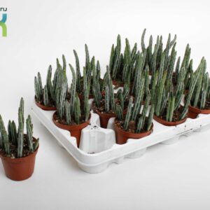Kleinia stapeliiformis Stapelia Stapeliiformis
(12 Plants/Order)(8.5cmP 15cmH)