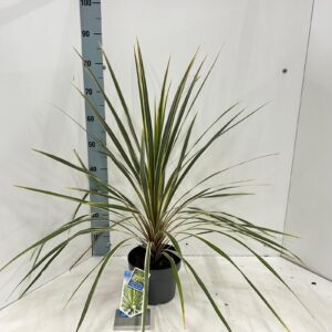 Cordyline Cordyline australis 'Torbay Dazzler' 
(1 Plants/Order)(19cmP 40cmH)