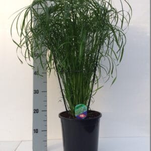 Cyperus alternifolius Cyperus alternifolius
(1 Plants/Order)(21cmP 80cmH)