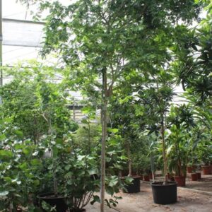other plants Bulnesia arborea
(1 Plants/Order)(96cmP 450cmH)