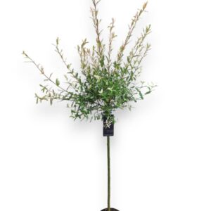 Salix integra Hakuro Nishiki Salix integra 'Hakuro Nishiki' 80cm stam C5/P23
(1 Plants/Order)(23cmP 140cmH)