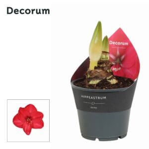 Hippeastrum Amaryllis Hot Pink 2 bud
(7 Plants/Order)(14cmP 25cmH)