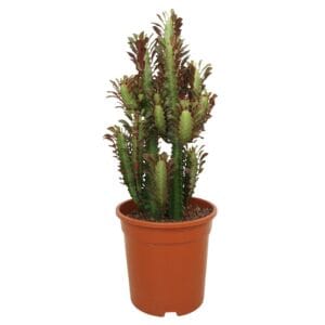 Euphorbia Rubra Euphorbia trigona rubra 21 cm
(3 Plants/Order)(21cmP 60cmH)