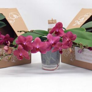 Phalaenopsis other red more Table Orchid green red
(1 Plants/Order)(12cmP 35cmH)