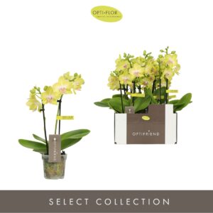 Phalaenopsis Multiflora Optifriend Suzy 2 spike
(8 Plants/Order)(7cmP 25cmH)