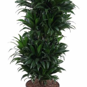 Dracaena Compacta Dracaena Compacta busch P27
(1 Plants/Order)(27cmP 100cmH)