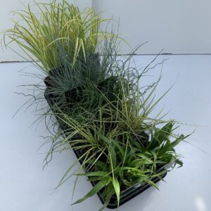 Siergrassen mix Siergras mix in tray
(10 Plants/Order)(13cmP 25cmH)