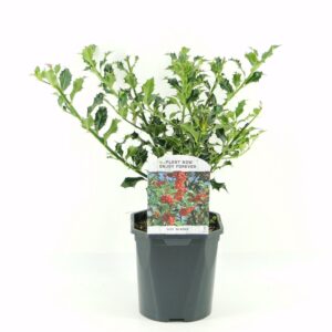 Ilex aquifolium Alaska Ilex aq. Alaska
(6 Plants/Order)(17cmP 30cmH)