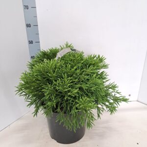 Cryptomeria Cryptomeria j. ‘Little Champion'
(1 Plants/Order)(29cmP 35cmH)