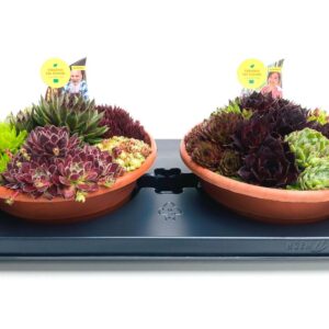 Sempervivum mix SEMPERVIVUM SCHAAL 23.0 - 6 Clr in TRAY
(2 Plants/Order)(23cmP 12cmH)