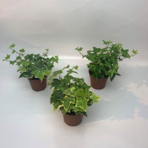 Hedera mixed mixed 8,5cm
(12 Plants/Order)(8.5cmP 10cmH)