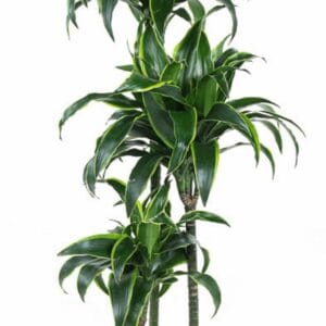 Dracaena Dorado Dracaena Dorado 90-60-30
(1 Plants/Order)(24cmP 140cmH)