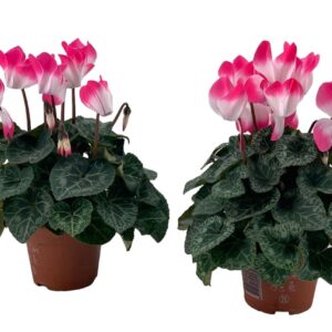 Cyclamen Indiaca Cyclamen Indiaka pink
(15 Plants/Order)(9cmP 18cmH)