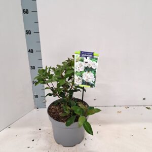 Kalmia latifolia Kalmia lat. 'Zebulon'
(1 Plants/Order)(21cmP 30cmH)