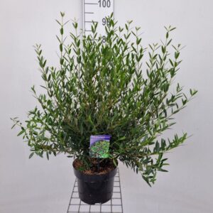 schrub Phillyrea angustifolia 'Green Up'
(1 Plants/Order)(23cmP 60cmH)