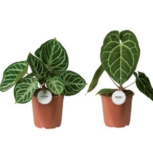 Anthurium Leaf Anthurium mix
(2 Plants/Order)(21cmP 70cmH)