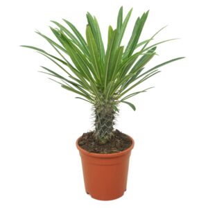 Pachypodium lamerei Pachypodium lamerei 17 cm
(4 Plants/Order)(17cmP 45cmH)