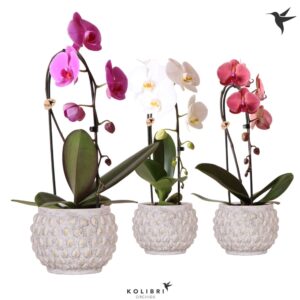 Phalaenopsis Elegant Cascade Kolibri Orchids Niagara fall 1spike mix in Marrakesh Pot gold-copper
(3 Plants/Order)(12cmP 50cmH)