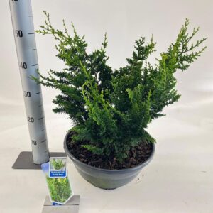 Chamaecyparis obtusa Chamaecyparis obt. ‘Teddy Bear’
(1 Plants/Order)(33cmP 40cmH)