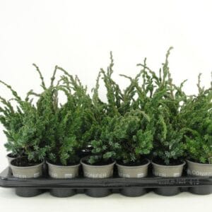 Juniperus squamata Meyeri
(18 Plants/Order)(9cmP 15cmH)