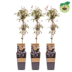 Clematis var. rubens Clematis montana 'Rubens'
(10 Plants/Order)(15cmP 60cmH)