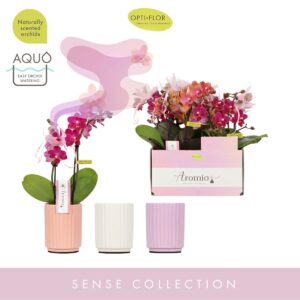 Phalaenopsis Multiflora Aromio mix 2 spike in Molise mix Aquo
(6 Plants/Order)(7cmP 25cmH)