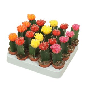 Gymnocalyc Japan Gymnocalycium mix geënt 5,5 cm
(20 Plants/Order)(5.5cmP 15cmH)