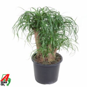Nolina recurvata Beaucarnea busch P32 - 1,5ft
(1 Plants/Order)(32cmP 90cmH)